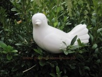 "Pokojowa" gołębica